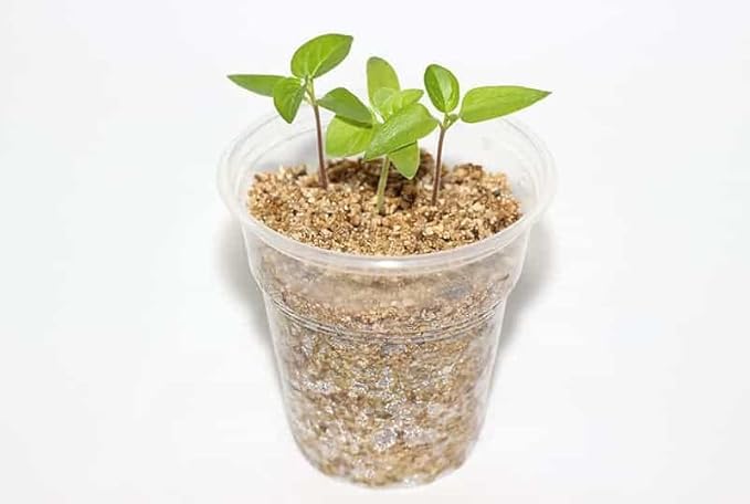 Moisture Control and Drainage Perfection with Gardenera 50/50 Perlite Vermiculite Blend - Ideal Soil Amendment for All Plant Types - 5 Quart-VerdiqueGarden