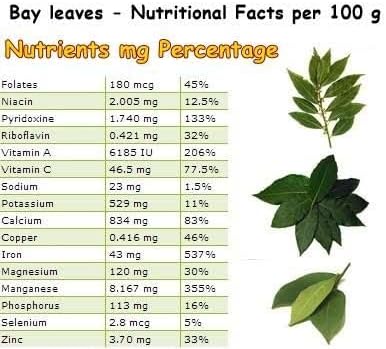Mediterranean Bay Leaf, Bay Laurel Live Plant. Standard Variety - Laurus Nobilis. Live Plant. Fragrant, Fresh, Edible. Best for Ground Planting Outdoor. (4 Bay Laurel Plants in Sac)