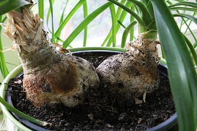 Premium Nolina Plant Soil Mix by Gardenera - Stimulate Growth and Elevate Unique Beauty with Nourishing Formula - 5 Quart-VerdiqueGarden