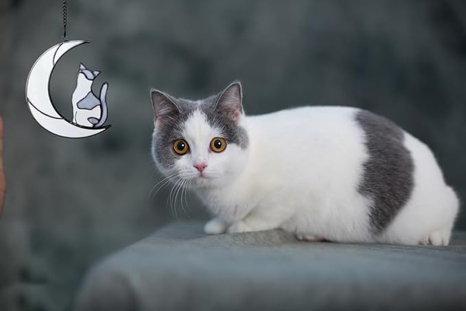 Gray and White Cat Memorial Gifts Loss of Cat British Shorthair Stained Glass Cat Suncatcher Cat Died Sympathy Gifts for Cat Lovers Cat Loss Sympathy Gift-VerdiqueGarden