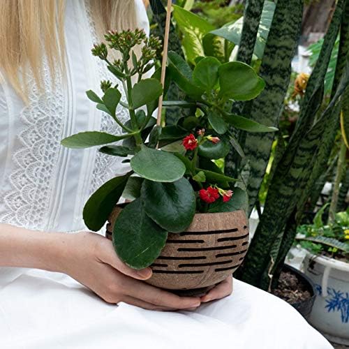 Horizons Coconut Planter w/ Drainage Hole- Perfect for Succulents, Flowers, Small Plants, Indoor & Outdoor Gardens- Handcarved by Artisans, Eco-Friendly & Sustainable-VerdiqueGarden