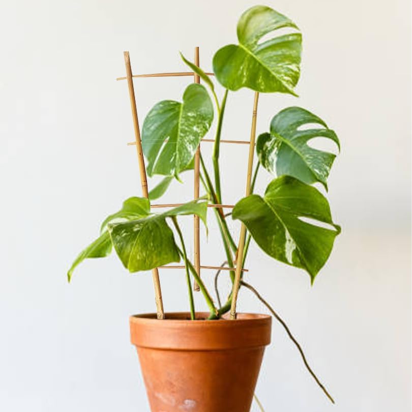 Natural Bamboo Trellis 16inch for Climbing Plants 6 Pack - Plant Ladder Trellis with Garden Ties, Outdoor Decorative Plant Support Stakes for Vines Flowers Vegetables (Fan-Shape)-VerdiqueGarden