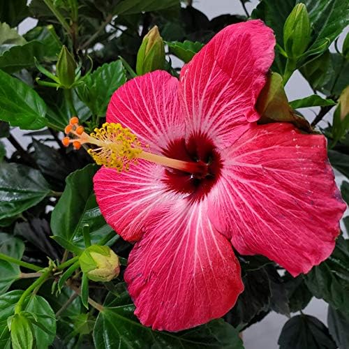 Hibiscus Bush Plant - Pink Flower - Overall Height 26" to 28" - Tropical Plants of Florida (Plant Only)-VerdiqueGarden