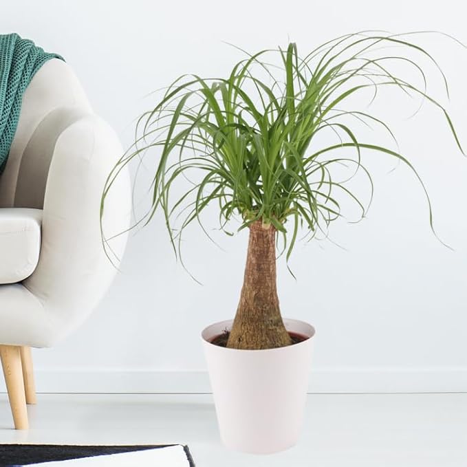 Elevate Your Nolina Garden with Gardenera's Organic Potting Mix - Tailored for Thriving Nolina Plants and Unique Structure - 2 Quart-VerdiqueGarden