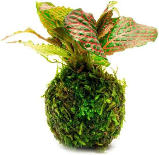 Live Aquarium Plants on Driftwood, Lava Rock, Moss, Fiber Mat - Freshwater Fish Tanks - Easy, Beginner Friendly (Fittonia Albivenis On Clay Moss Ball)