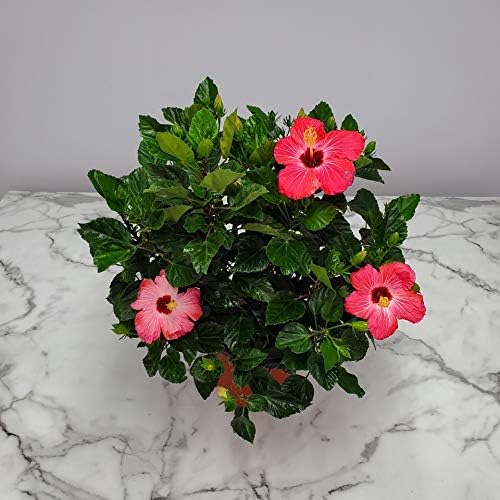 Hibiscus Bush Plant - Pink Flower - Overall Height 26" to 28" - Tropical Plants of Florida (Plant Only)-VerdiqueGarden