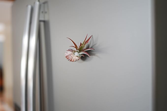 12 Pack Air Plants Red Abdita Tillandsia - Medium Air Plants Live Variety Pack - Live Succulent House Plant - Home Holders and Garden Decor - Easy Care Indoor and Outdoor Plants-VerdiqueGarden