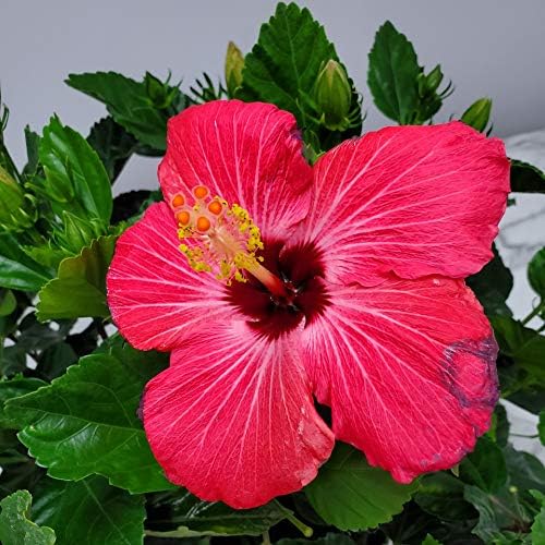 Hibiscus Bush Plant - Pink Flower - Overall Height 26" to 28" - Tropical Plants of Florida (Plant Only)-VerdiqueGarden