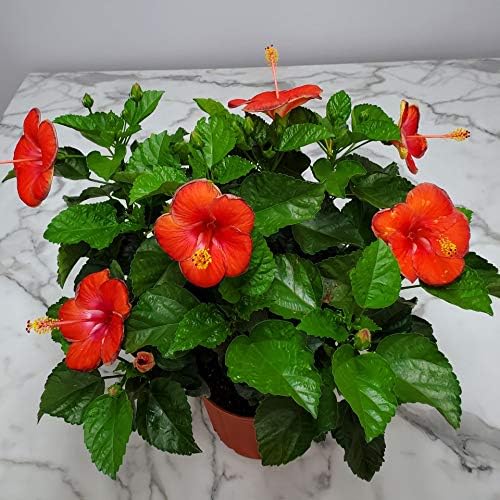 Hibiscus Plant Live - Hibiscus Bush - Red President - Overall Height 26" to 28" - Tropical Plants of Florida (Plant Only)…-VerdiqueGarden