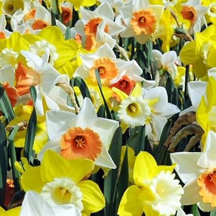 100 Narcissus Daffodil Mix Flower Bulb Box with Easy Carry Handle - White & Yellow Colors - Weeks of Easy to Grow Flowers - Plant in Gardens, Containers & Flowerbeds - Planting Instructions Included-VerdiqueGarden