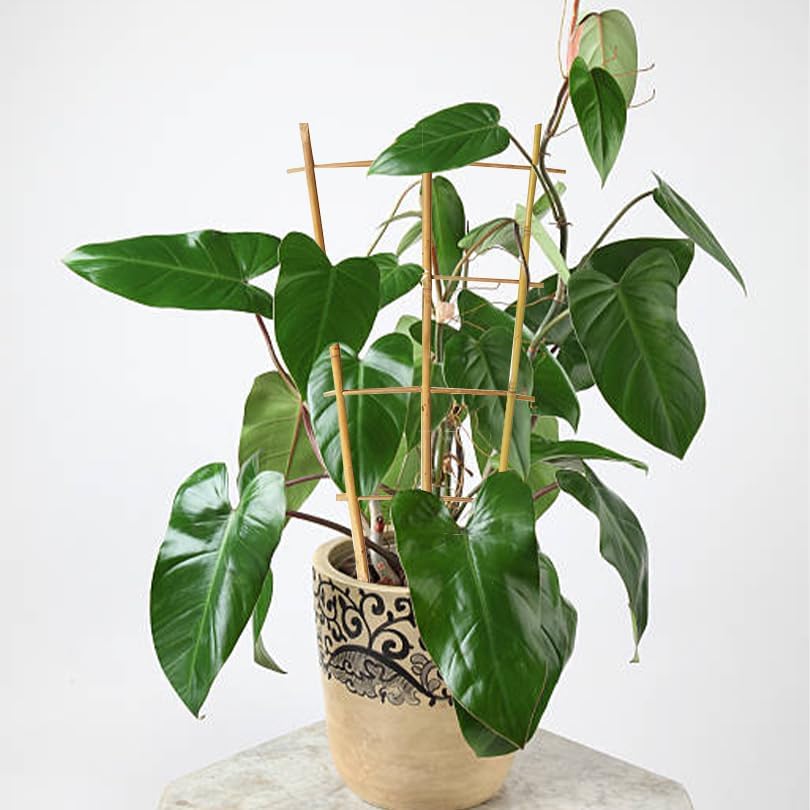 Natural Bamboo Trellis 16inch for Climbing Plants 6 Pack - Plant Ladder Trellis with Garden Ties, Outdoor Decorative Plant Support Stakes for Vines Flowers Vegetables (Fan-Shape)-VerdiqueGarden