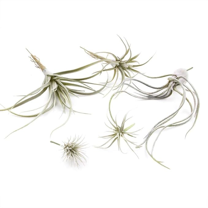 CHIVE Artificial Air Plants — Bulk Set of 5, Large — Ultra Realistic Fake Tillandsia Bromeliad Plants — Decorative Faux Succulents for Home & Office Decor — No Care Needed!-VerdiqueGarden