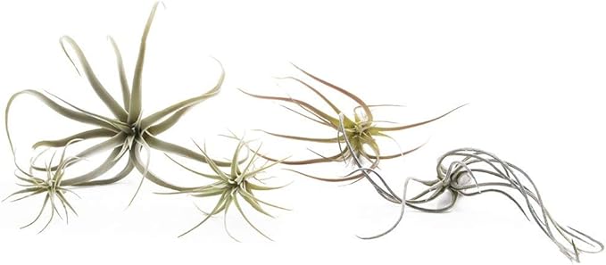 CHIVE Artificial Air Plants — Bulk Set of 5, Medium — Ultra Realistic Fake Tillandsia Bromeliad Plants — Decorative Faux Succulents for Home & Office Decor — No Care Needed!-VerdiqueGarden