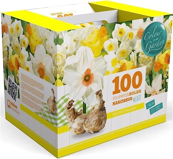100 Narcissus Daffodil Mix Flower Bulb Box with Easy Carry Handle - White & Yellow Colors - Weeks of Easy to Grow Flowers - Plant in Gardens, Containers & Flowerbeds - Planting Instructions Included-VerdiqueGarden