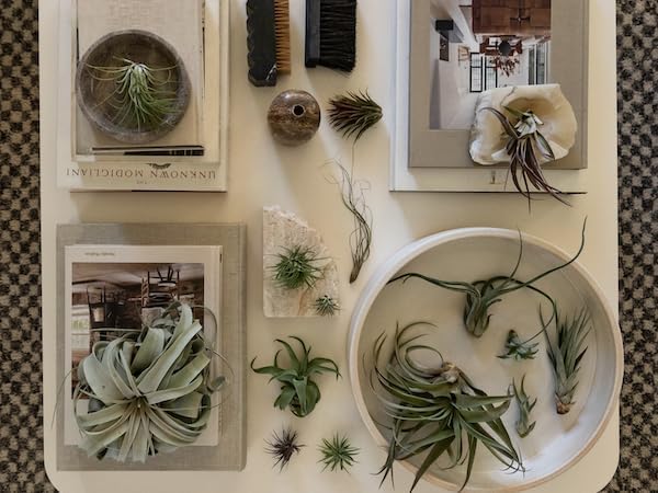 Holiday Hosting Gift Box Jumbo - 12ct - Tillandsia Air Plant Set - Live Arrival Guaranteed - House Plants for Home Decor & Gift-VerdiqueGarden