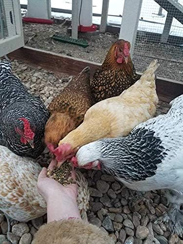 Small Pet Select Chicken Layer Feed, Non-GMO, Corn Free, Soy Free, 18% Protein,10 lb-VerdiqueGarden