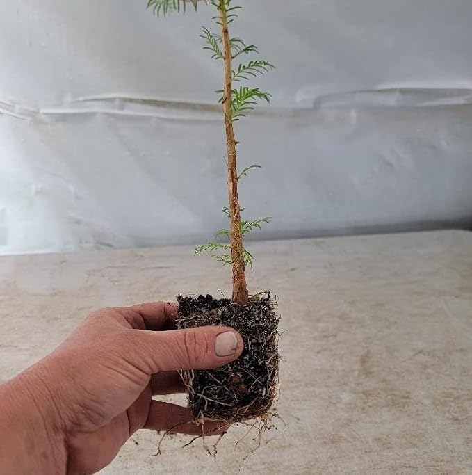 (3) - Dawn Redwood Trees - Starter Plant (LG36) (3 Live Trees)-VerdiqueGarden