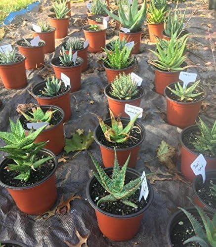 KINGLAKE 100 Pcs 6 x10cm Plastic Plant T-Type Tags Nursery Garden Labels-VerdiqueGarden