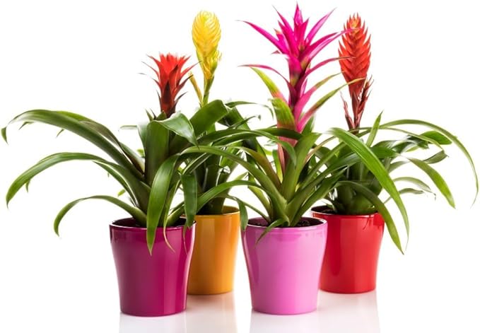 Bromeliad Soil - Ideal Blend for Thriving and Healthy Bromeliads - 3 QUARTS-VerdiqueGarden