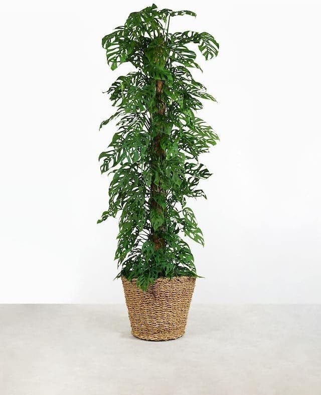 Monstera Adansonii Premium Potting Mixture: Promote Aeration, Drainage & Nutrient Uptake - 2 Quart-VerdiqueGarden