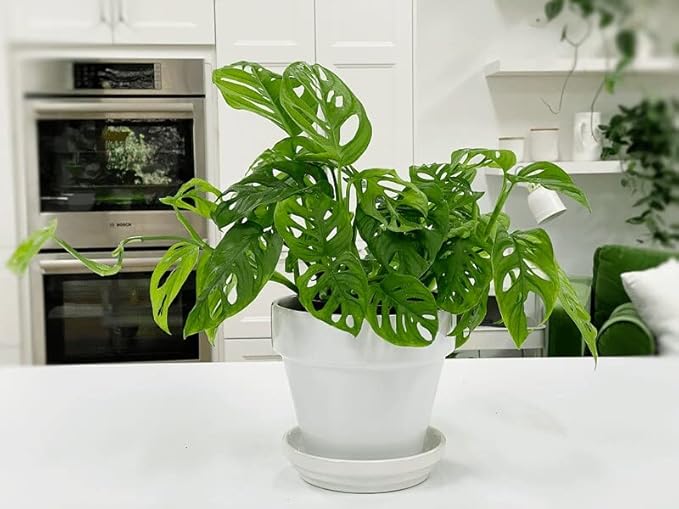 Premium Swiss Cheese Plant Potting Mix - Monstera Deliciosa Blend for Optimal Nutrients and Drainage for Healthy Growth - 2 Quart-VerdiqueGarden