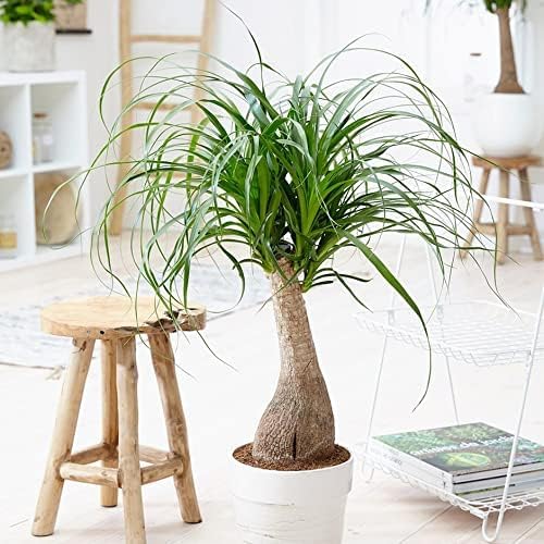 Premium Nolina Plant Soil Mix by Gardenera - Stimulate Growth and Elevate Unique Beauty with Nourishing Formula - 5 Quart-VerdiqueGarden