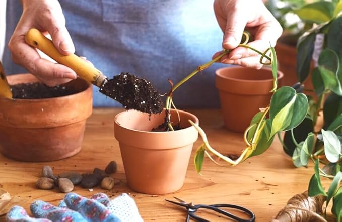 Elevate Your Space with Gardenera's Organic Potting Mix - Tailored for Thriving Epipremnum Plants and Gorgeous Leaves - 2 Quart-VerdiqueGarden