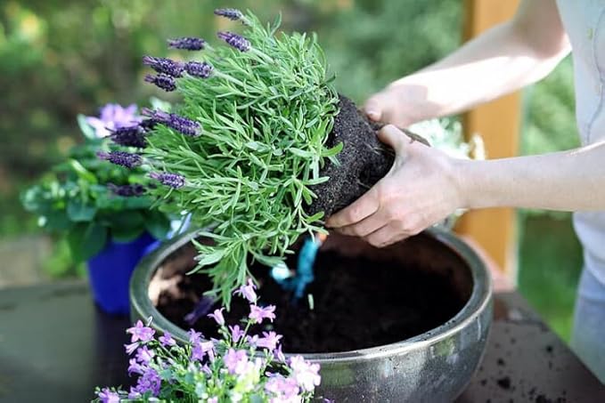 Organic Lavender Soil Mix by Gardenera - Provide The Best Growing Medium for Your Plants - 2 QUARTS-VerdiqueGarden