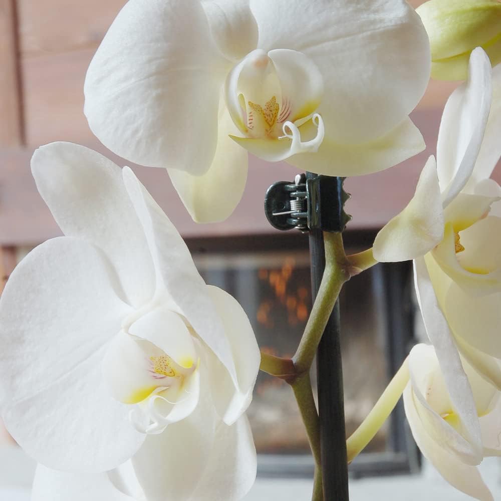 Orchid Clips, ARRITZ 100pcs Garden Plant Clips for Vines Flowers Keep Stems Vines Flowers Grow Upright-VerdiqueGarden