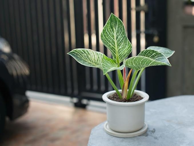 Philodendron Potting Mix - Crafted for Superior Performance and Green Foliage - 10 QUARTS-VerdiqueGarden