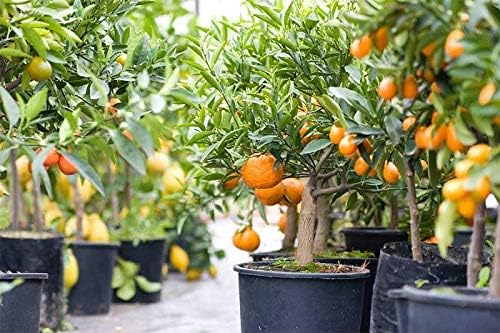 Citrus Tree Potting Soil Mix - 20 Quart - Special Blend for Indoor Oranges, Lemons, Limes and More - (4 Bags of 5 Quart)-VerdiqueGarden