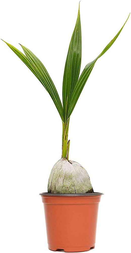 American Plant Exchange Coconut Palm Tree, Live Tropical Plant for Indoor & Outdoor Use, Malaysian Dwarf Green, Home, Garden, Landscape & Patio Décor, 2ft Tall with Pot Cover-VerdiqueGarden