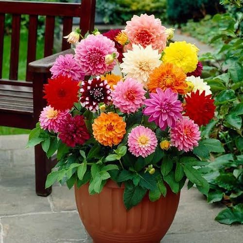 Premium Dahlia Potting Soil Mix - Ideal for Growing Vibrant and Healthy Dahlias - 10 Quart-VerdiqueGarden