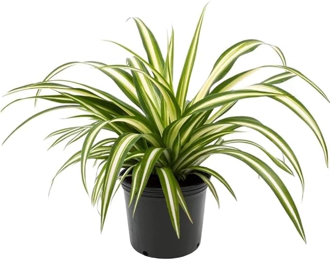 Premium Spider Plant Potting Soil Mix (4 Bags of 5 Quart)-VerdiqueGarden