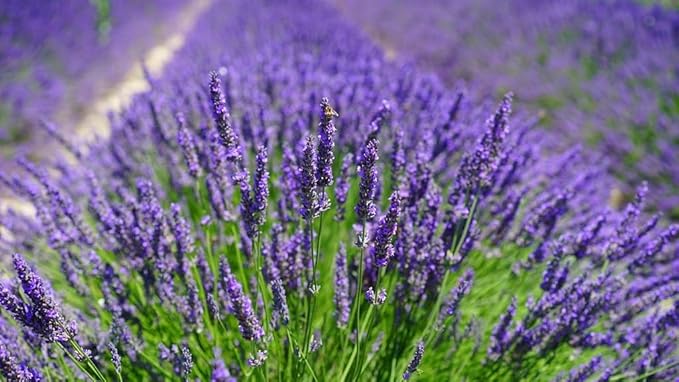 Premium Lavender Potting Mix - Nourish Your Lavender Plants for Beautiful Blooms - 1 Quart-VerdiqueGarden