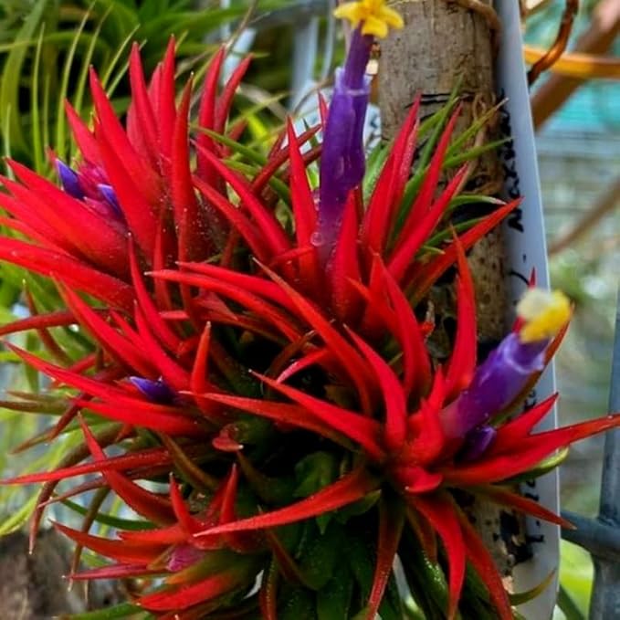 12 Air Plants, Tillandsia Air Plants Live Houseplants for Garden, Red Lonantha Tillandsia Plant-VerdiqueGarden