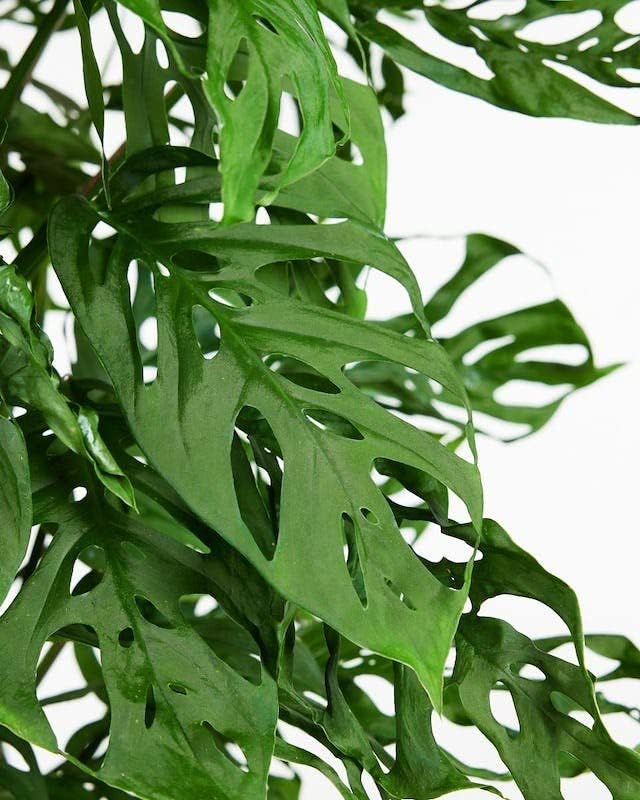 Monstera Adansonii Premium Soil Blend - 10 QT - Promote Aeration, Drainage & Nutrient Retention - (2 Bags of 5 Quart)-VerdiqueGarden