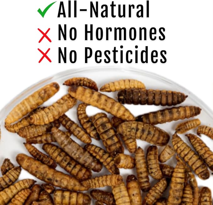 Grub Fuel Black Soldier Fly Larvae for Chickens - Nutrient-Packed BSFL, Sustainably Sourced Snack for Poultry, Rich in Protein, Calcium, Fiber, Essential Fatty Acids, USA Grown (1LB)-VerdiqueGarden