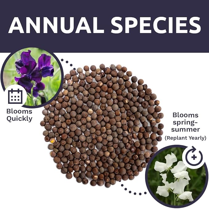 Sweet Pea Seeds Royal Mix - Bulk 1/4 Pound Bag - Over 1,400 Seeds - Large Fragrant Lavender, Purple, Red, Pink and White Blooms-VerdiqueGarden