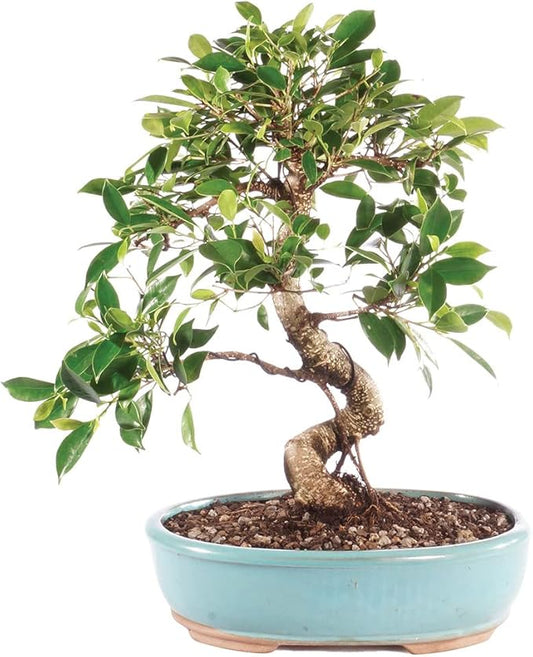 Brussel's Bonsai Live Golden Gate Ficus Indoor Bonsai Tree - Large, 10 Years, 16 to 20 In - Live Bonsai Tree in Ceramic Bonsai Pot-VerdiqueGarden