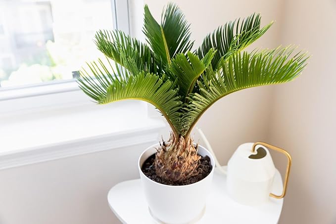 SOGO Palm Potting Mix - Promote Strong Roots and Captivating Elegance with Our Premium Blend - 4 Quart-VerdiqueGarden