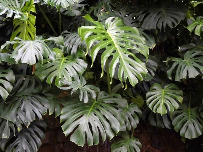 Monstera Borsigiana Potting Mix - Optimal Nutrients for Vibrant Growth - 1 Quart-VerdiqueGarden