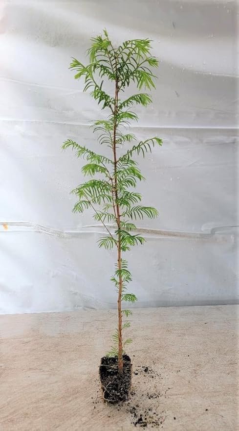 (3) - Dawn Redwood Trees - Starter Plant (LG36) (3 Live Trees)-VerdiqueGarden