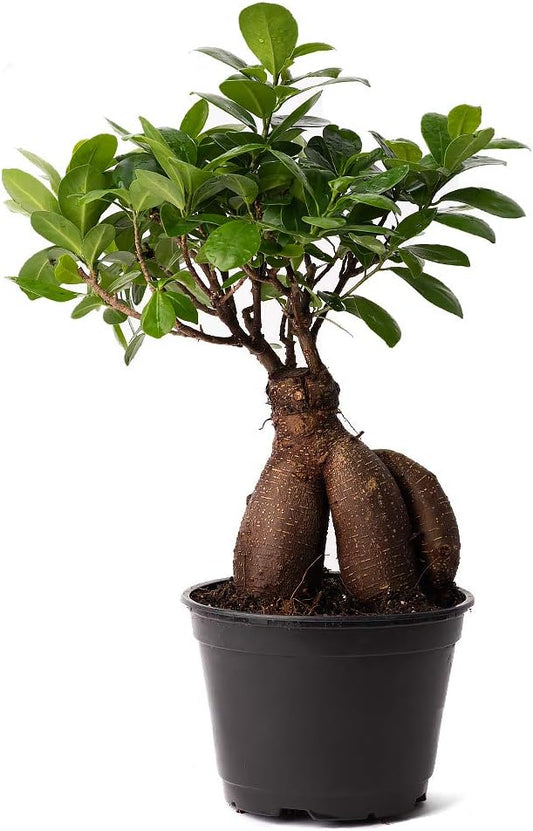 American Plant Exchange Ficus Ginseng Microcarpa – 4-Inch with Pot – Live Easy Care Bonsai Tree, Air Purifying Indoor Plant for Home, Office, or Zen Décor-VerdiqueGarden