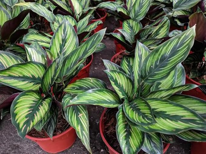 Calathea Potting Mix - Promote Strong Roots and Captivating Patterns with Our Premium Blend - 4 Quart-VerdiqueGarden
