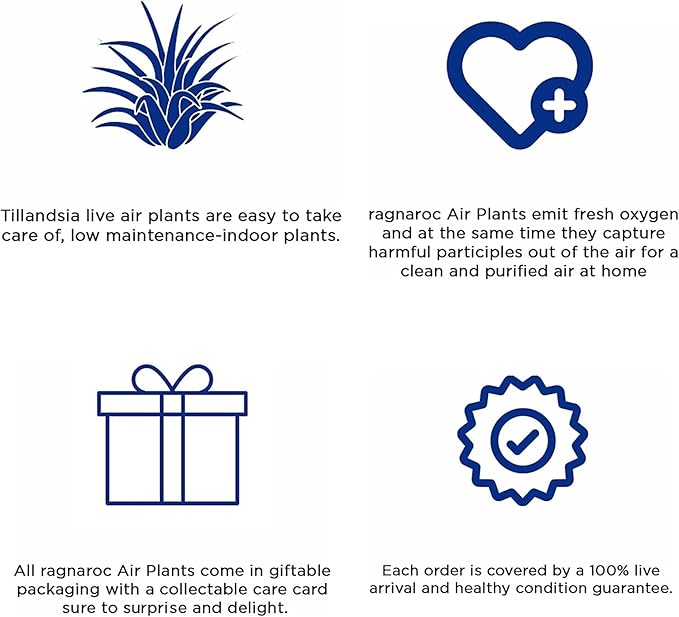 Holiday Hosting Gift Box Jumbo - 12ct - Tillandsia Air Plant Set - Live Arrival Guaranteed - House Plants for Home Decor & Gift-VerdiqueGarden
