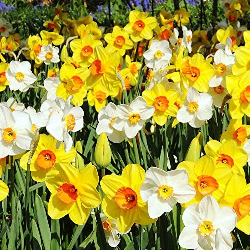 100 Narcissus Daffodil Mix Flower Bulb Box with Easy Carry Handle - White & Yellow Colors - Weeks of Easy to Grow Flowers - Plant in Gardens, Containers & Flowerbeds - Planting Instructions Included-VerdiqueGarden
