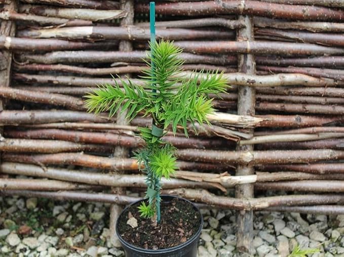 Premium Araucaria Potting Soil Mix - Perfect Balance of Nutrients, Drainage, and Aeration for Healthy Araucaria Trees - 2 Quart-VerdiqueGarden