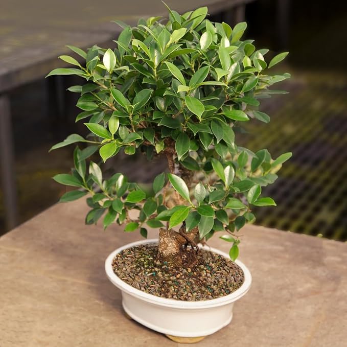 Brussel's Bonsai Live Golden Gate Ficus Indoor Bonsai Tree - Large, 10 Years, 16 to 20 In - Live Bonsai Tree in Ceramic Bonsai Pot-VerdiqueGarden