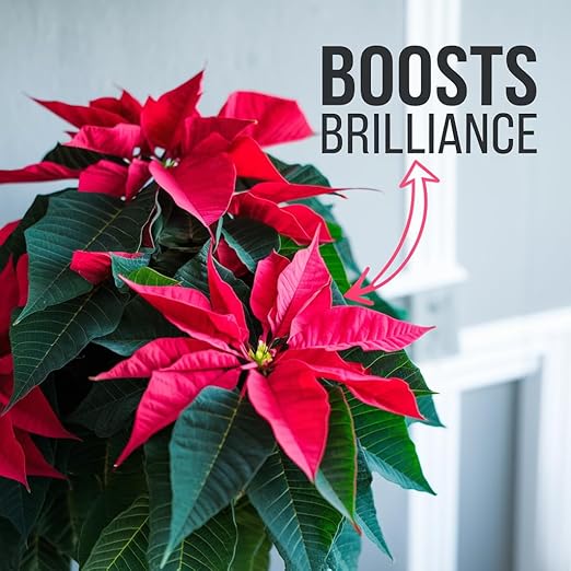 Poinsettia Plant Fertilizer - 3-1-2 NPK - Organic Liquid Plant Food for Christmas Flowers and Trees - 32oz Concentrate-VerdiqueGarden